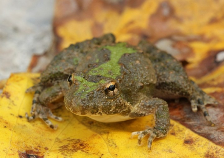 Blanchard's Cricket Frog